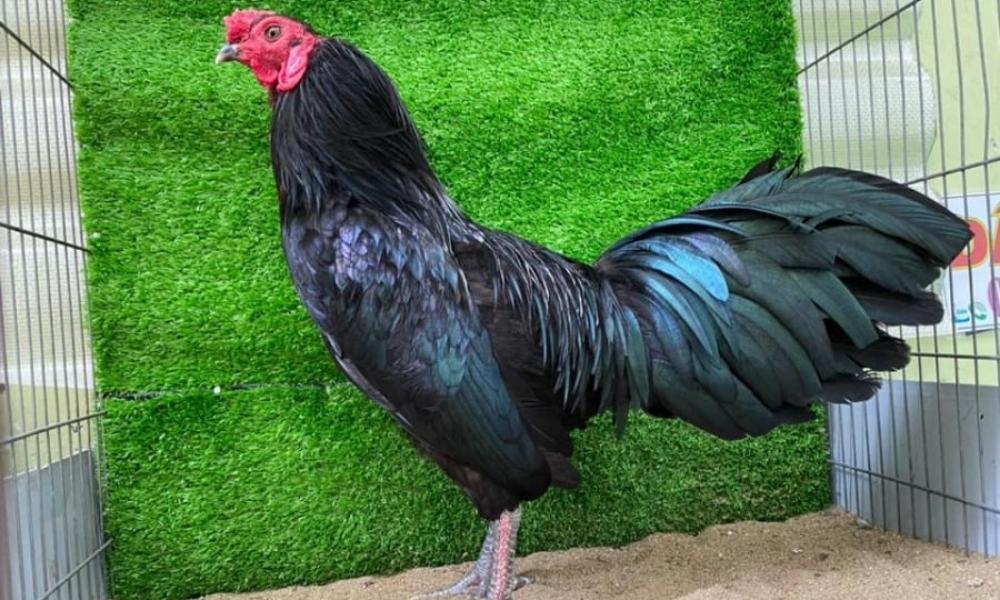 Các giống gà chọi chân xanh phổ biến hiện nay