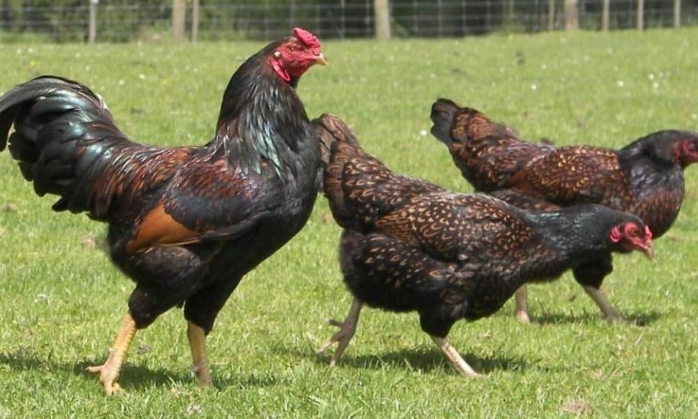 Giới thiệu về gà Cornish