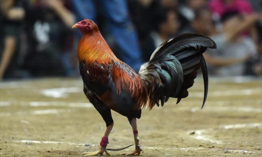 Kinh nghiệm tăng sức chiến đấu cho gà Peru