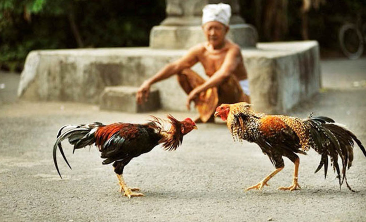 Gà tử mị là một trong những giống gà có nguồn gốc từ Trung Quốc